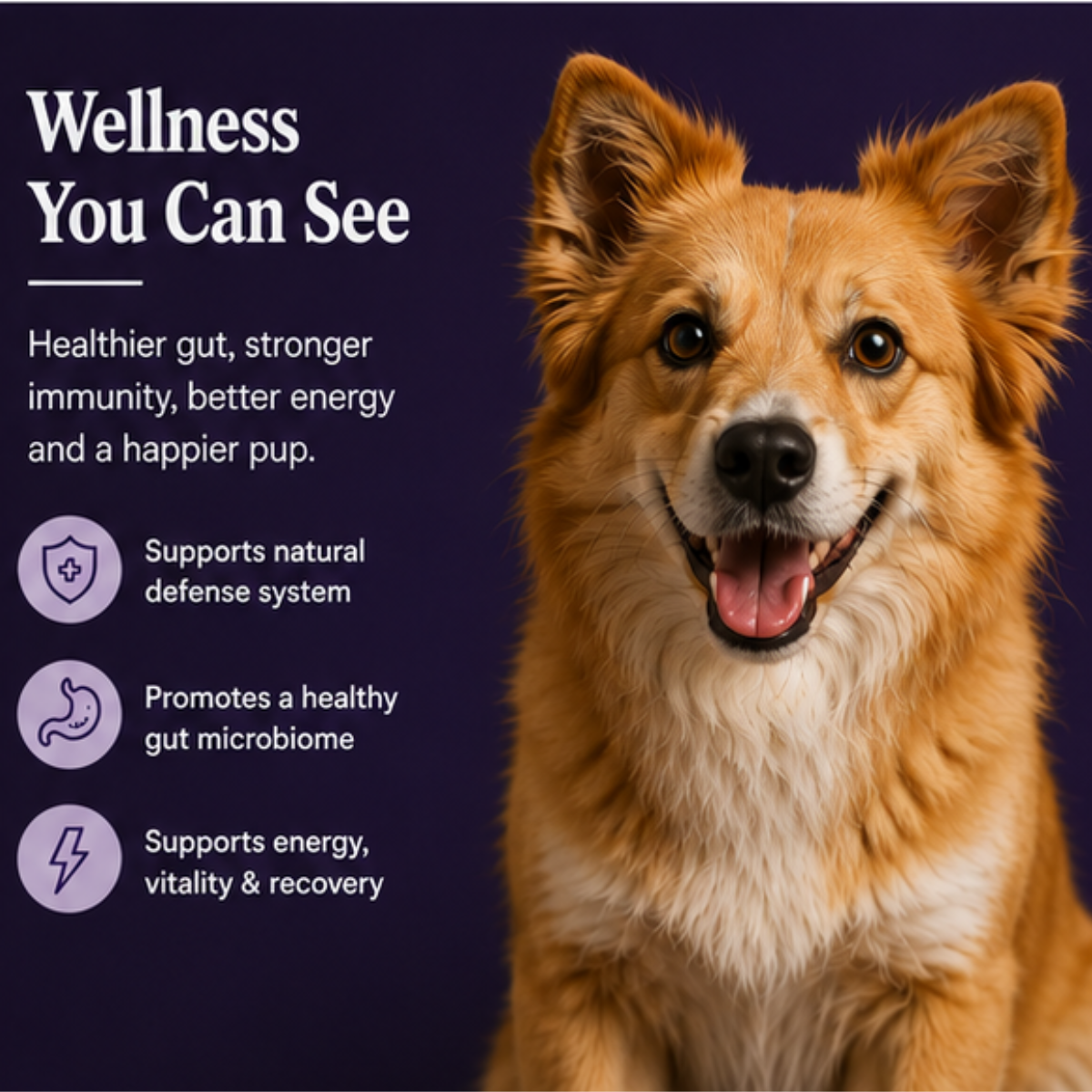 Turkey Tail Mushoom: Gut Microbiome and Anti-cancer powerhouse