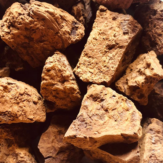 Chaga Mushoom - Cellular Defense & Immune Support for Dogs