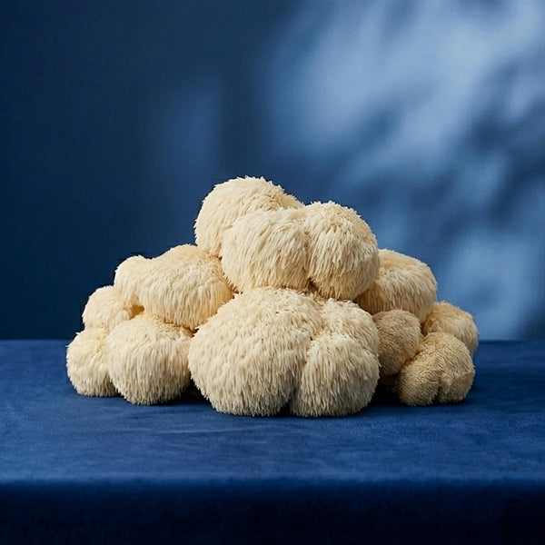 Lions Mane Mushroom - Nervous and Cognitive support