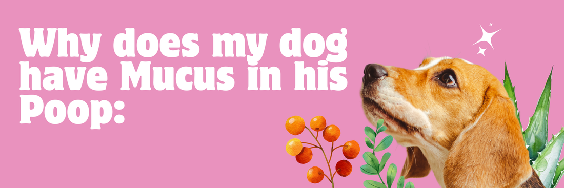 Why does my dog have mucus in his poop?