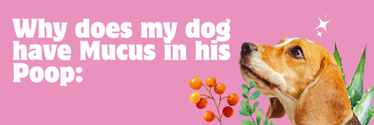 Why does my dog have mucus in his poop?