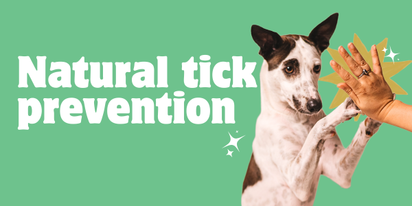 Natural Tick Prevention and Treatment for Your Dog: A Holistic Approach