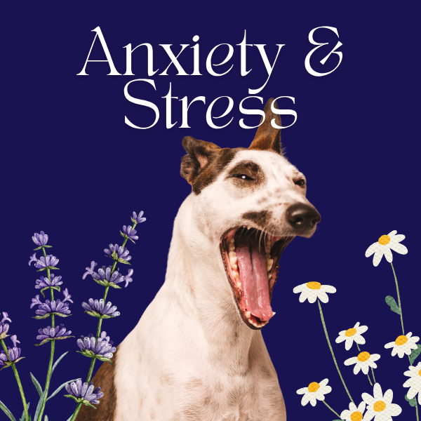 Anxiety and Stress