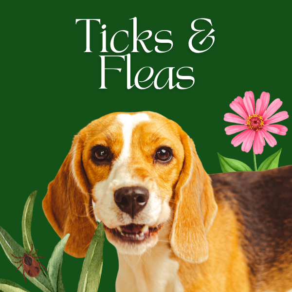 Ticks and fleas