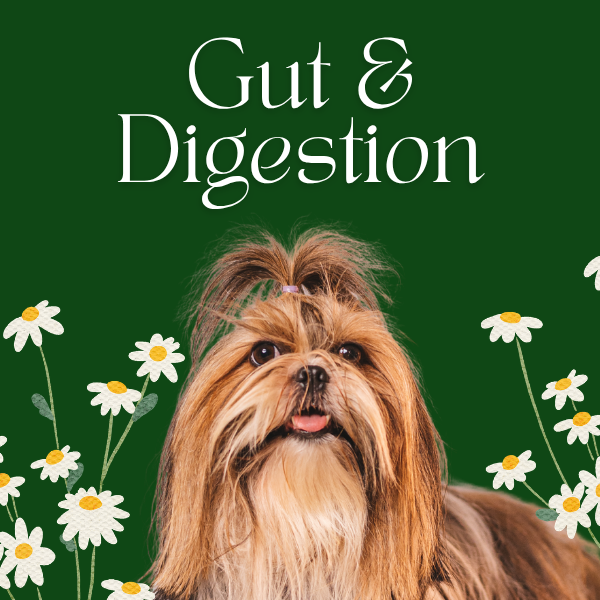 Gut and Digestion