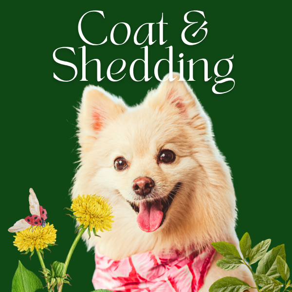 Coat and Shedding