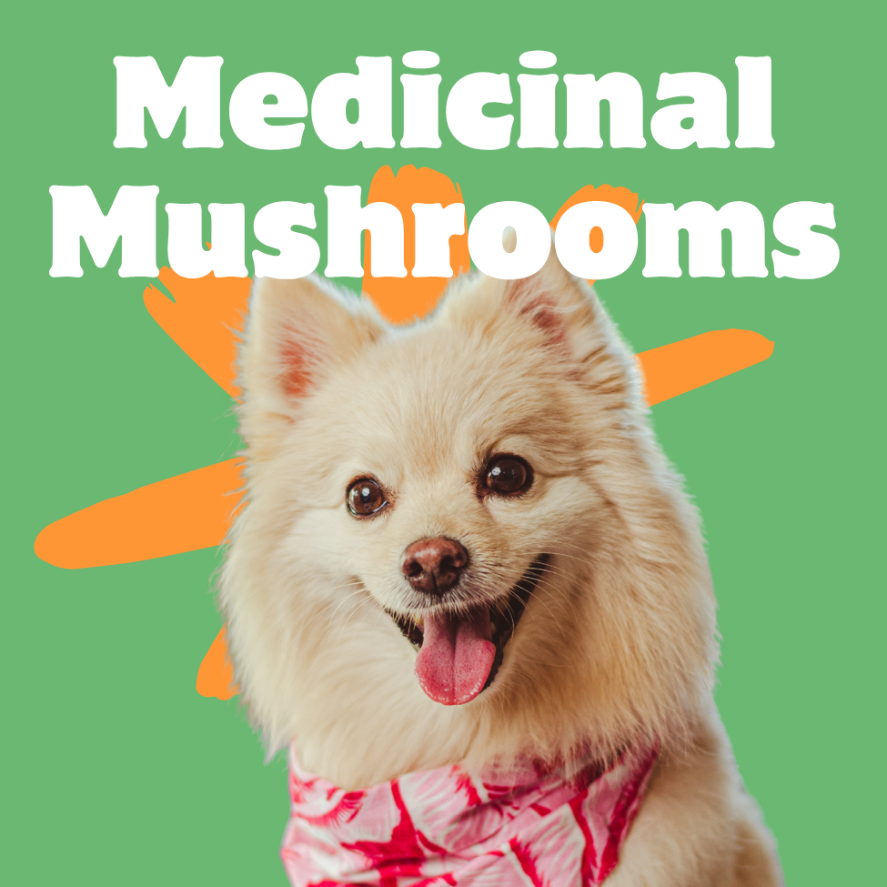 Functional Mushrooms