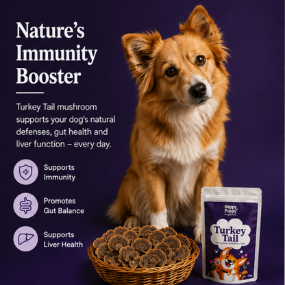 Turkey Tail Mushoom: Gut Microbiome and Anti-cancer powerhouse