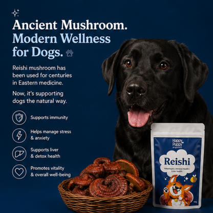 Reishi - Adaptogenic Calm & Resilience Mushroom for Dogs