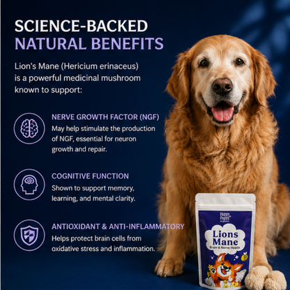 Lions Mane Mushroom - Nervous and Cognitive support