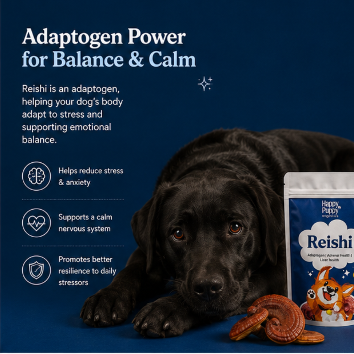 Reishi - Adaptogenic Calm & Resilience Mushroom for Dogs