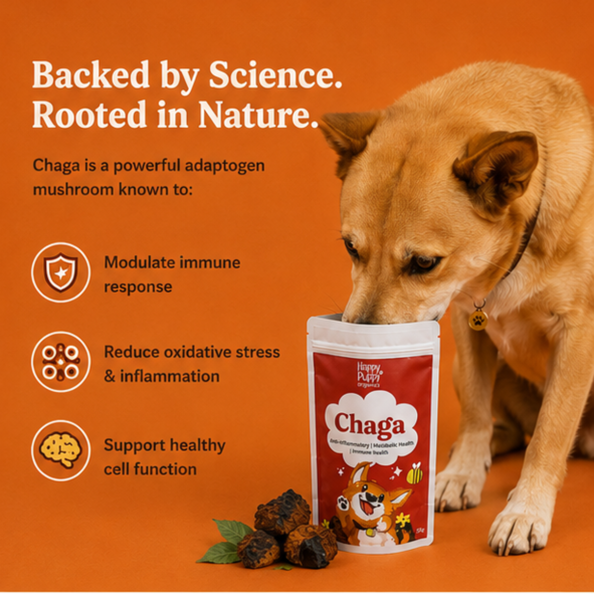 Chaga Mushoom - Cellular Defense & Immune Support for Dogs