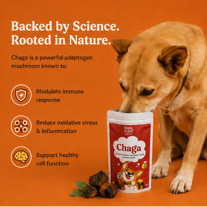 Chaga Mushoom - Cellular Defense & Immune Support for Dogs