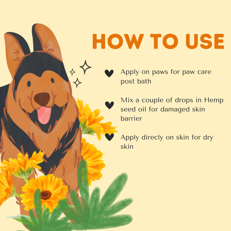 Solar Macerated Calendula Oil – Gentle Healing & Skin Renewal for Dogs