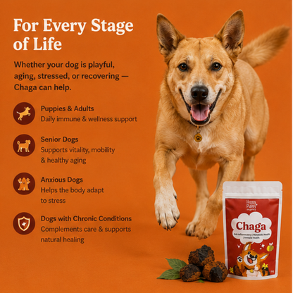 Chaga Mushoom - Cellular Defense & Immune Support for Dogs
