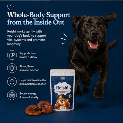 Reishi - Adaptogenic Calm & Resilience Mushroom for Dogs