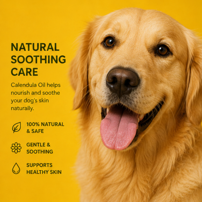 Solar Macerated Calendula oil for Dogs - Gentle Skin Healing