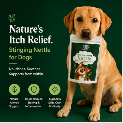 Stinging Nettle - Natural Support for Allergy Relief & Itching in Dogs