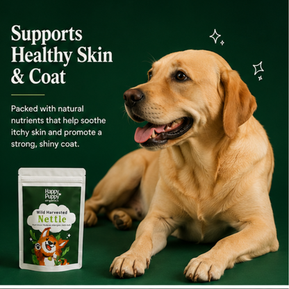 Stinging Nettle - Natural Support for Allergy Relief & Itching in Dogs