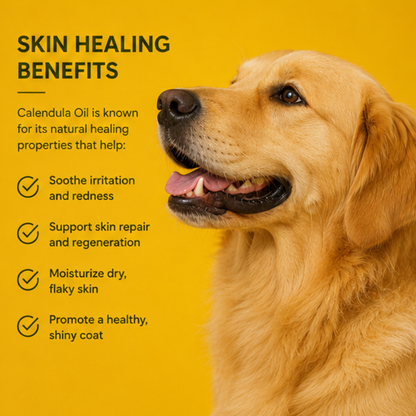 Solar Macerated Calendula oil for Dogs - Gentle Skin Healing