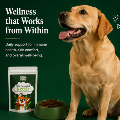 Stinging Nettle - Natural Support for Allergy Relief & Itching in Dogs