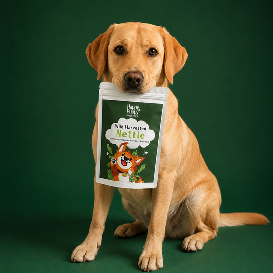 Stinging Nettle - Natural Support for Allergy Relief & Itching in Dogs
