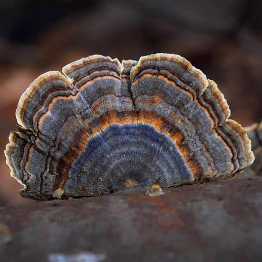 Turkey Tail Mushoom: Gut Microbiome and Anti-cancer powerhouse
