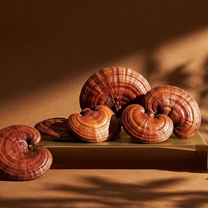 Reishi - Adaptogenic Calm & Resilience Mushroom for Dogs