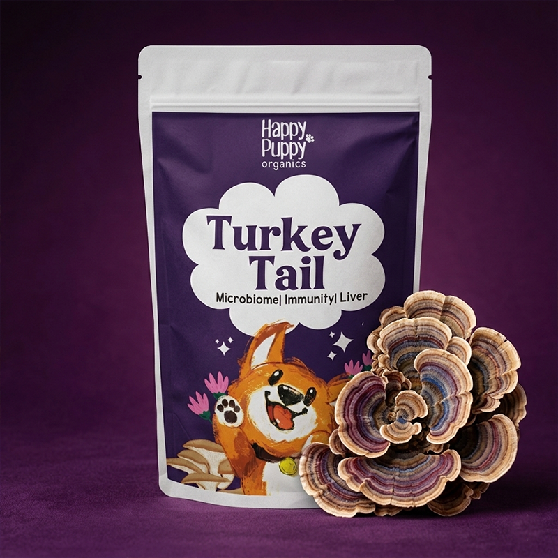 Turkey Tail Mushoom: Gut Microbiome and Anti-cancer powerhouse