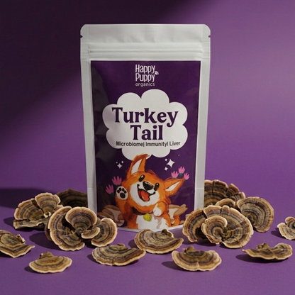 Turkey Tail Mushoom: Gut Microbiome and Anti-cancer powerhouse