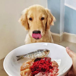Healthy food for puppies